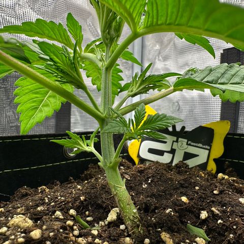 Highdu  growlog timeline photo