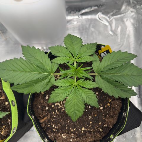 Highdu  growlog timeline photo