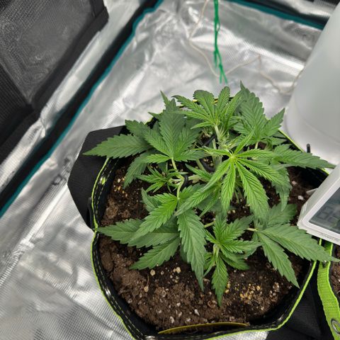 Highdi  growlog timeline photo