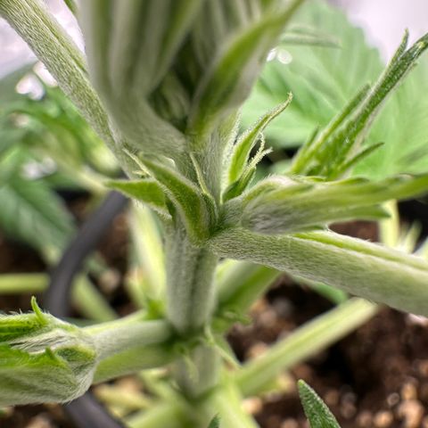 Highdi  growlog timeline photo