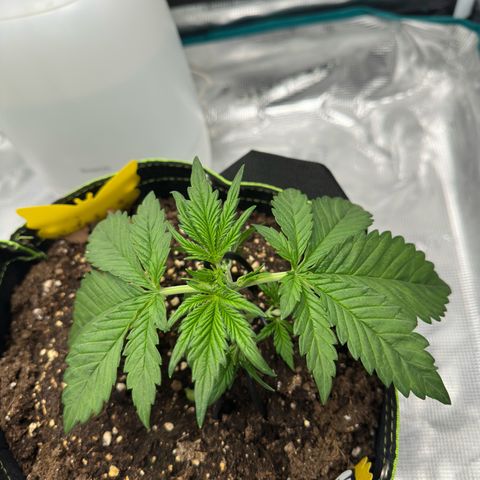 Highdu  growlog timeline photo