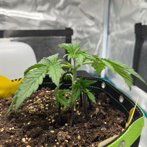 Highdu  growlog timeline photo