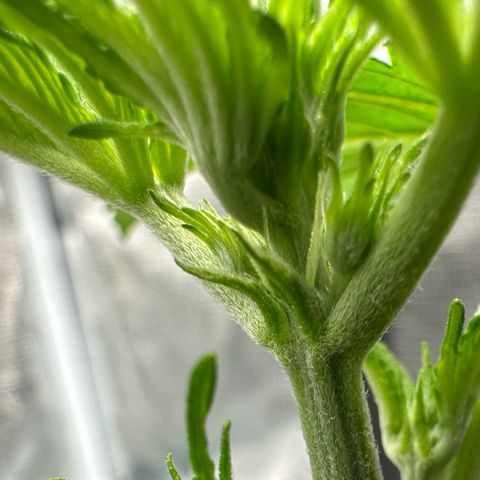 Highdu  growlog photo: Vorblüte