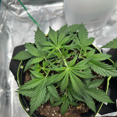 Highdi  growlog timeline photo