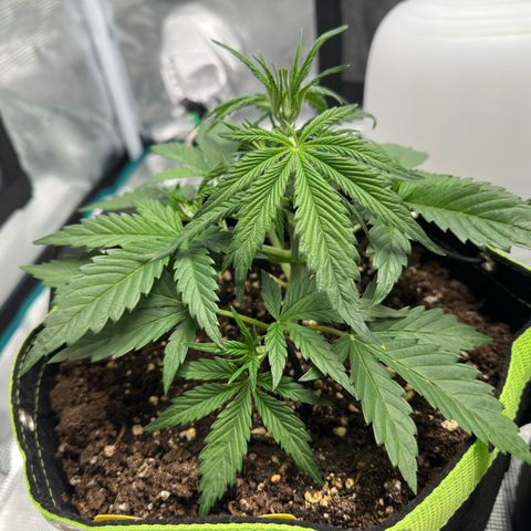 Highdi  growlog timeline photo