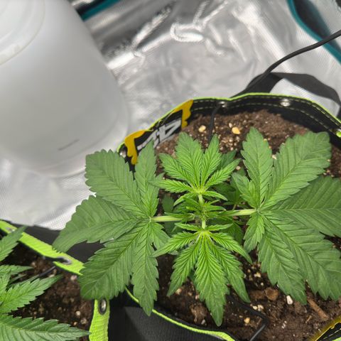 Highdu  growlog timeline photo