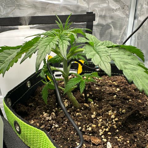 Highdu  growlog timeline photo
