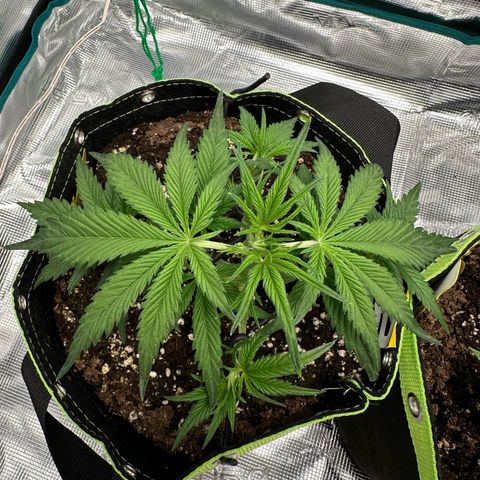Highdi  growlog timeline photo