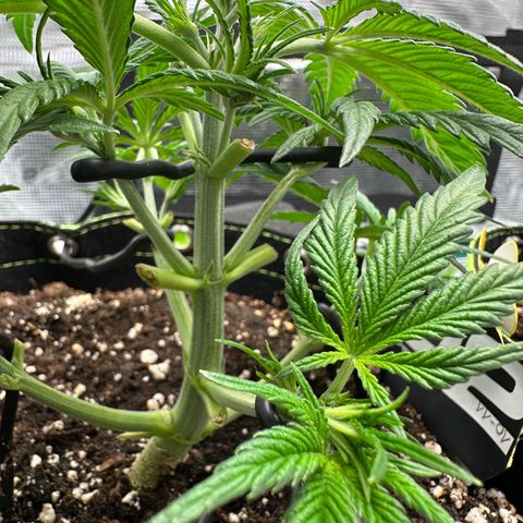 Highdi  growlog timeline photo