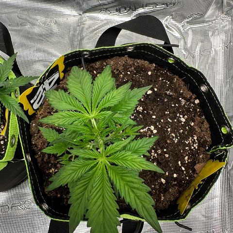 Highdu  growlog timeline photo