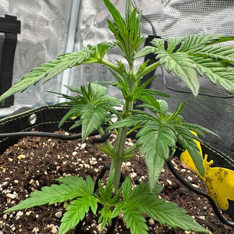 Highdu  growlog timeline photo