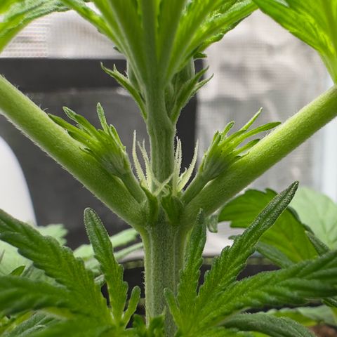 Highdu  growlog timeline photo