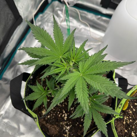 Highdi  growlog timeline photo