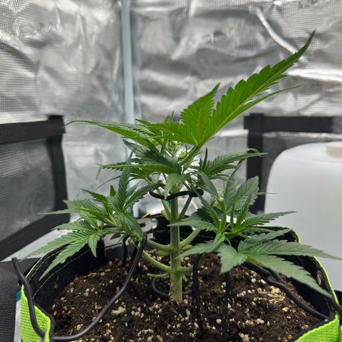 Highdi  growlog timeline photo