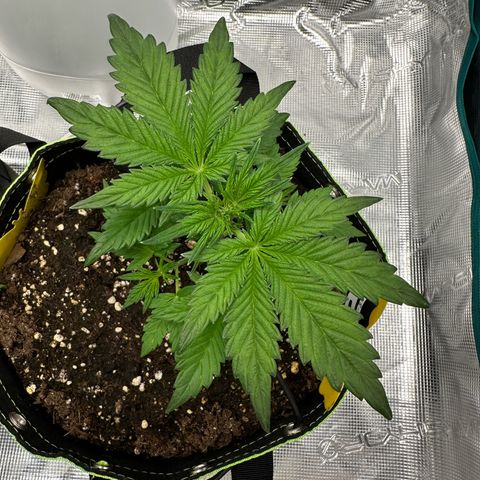 Highdu  growlog timeline photo
