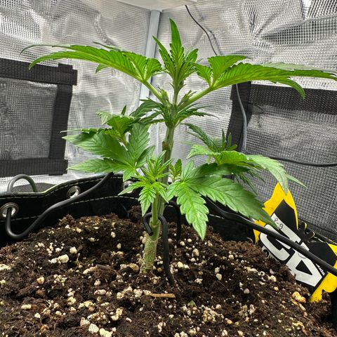 Highdu  growlog timeline photo