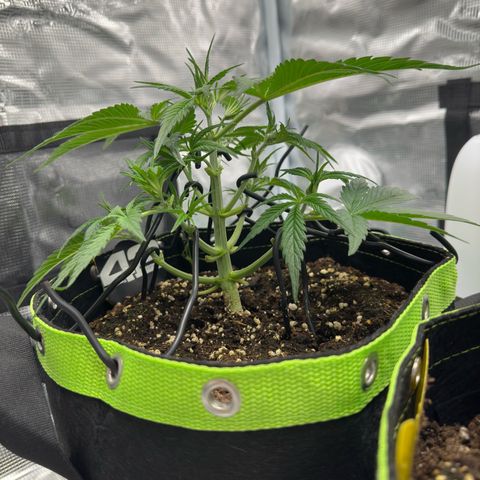 Highdi  growlog timeline photo