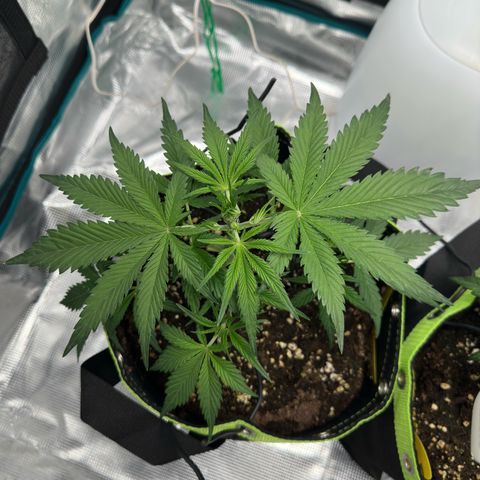 Highdi  growlog timeline photo