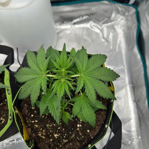 Highdu  growlog timeline photo