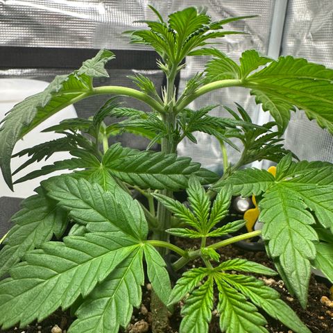Highdu  growlog timeline photo