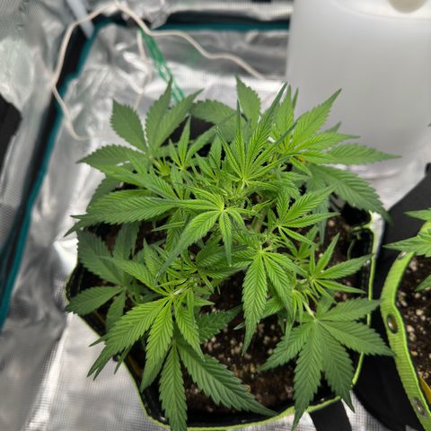 Highdi  growlog timeline photo