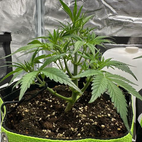 Highdi  growlog timeline photo
