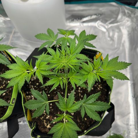 Highdu  growlog timeline photo
