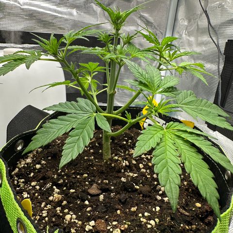 Highdu  growlog timeline photo