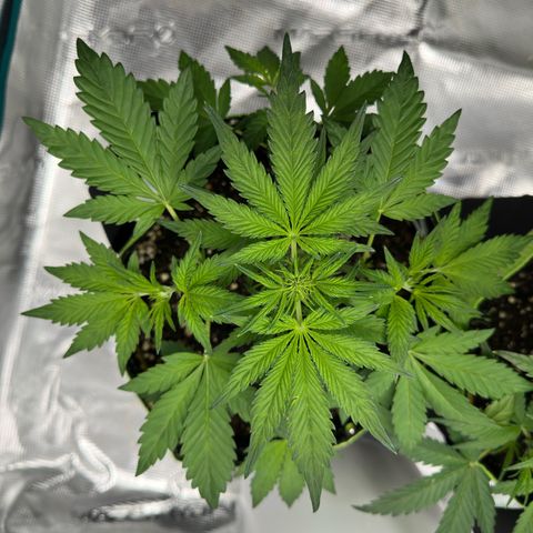 Highdu  growlog timeline photo