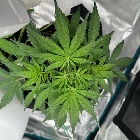 Highdi  growlog timeline photo