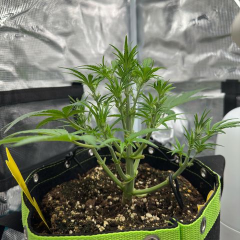Highdi  growlog timeline photo