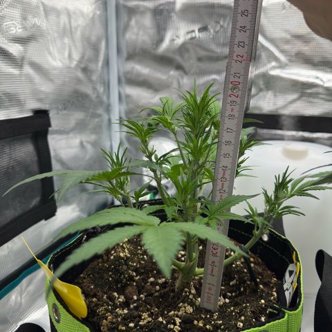 Highdi  growlog timeline photo