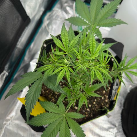 Highdi  growlog timeline photo