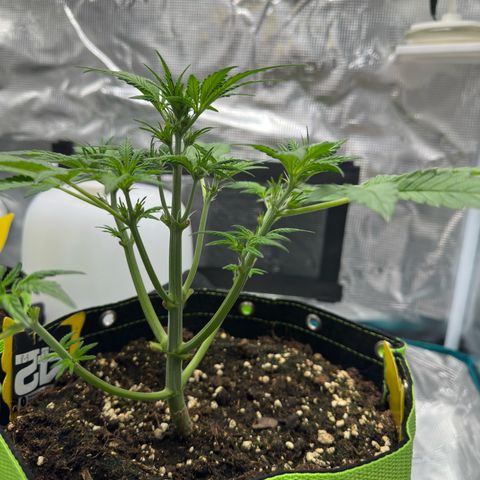 Highdu  growlog timeline photo