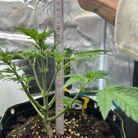 Highdu  growlog timeline photo