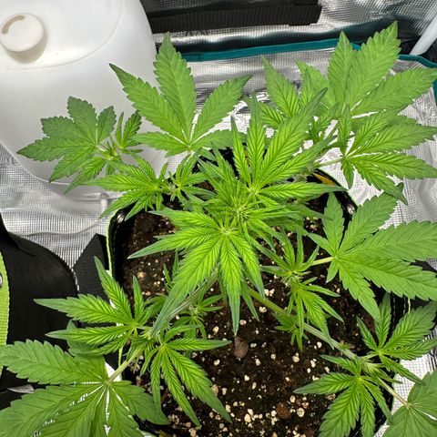 Highdu  growlog timeline photo