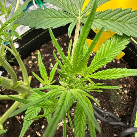 Highdi  growlog timeline photo