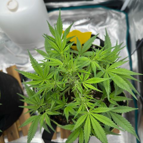 Highdi  growlog timeline photo