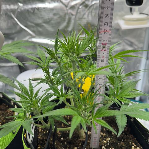 Highdi  growlog timeline photo
