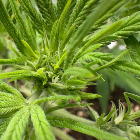 Highdi  growlog timeline photo