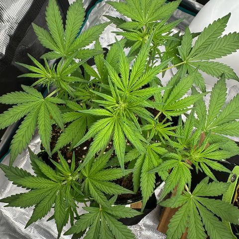 Highdu  growlog timeline photo