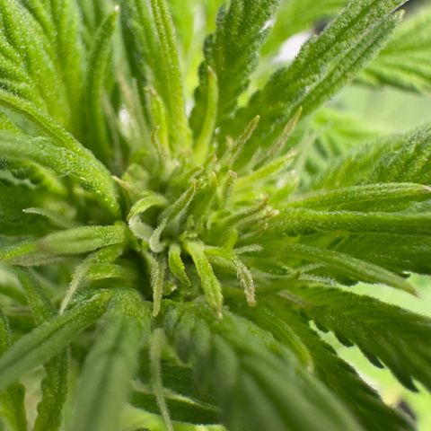 Highdu  growlog timeline photo