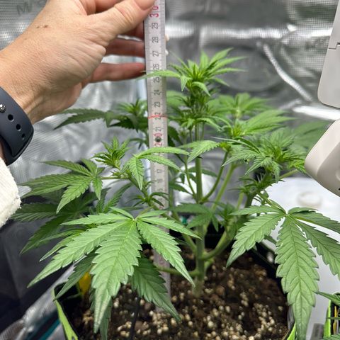 Highdu  growlog timeline photo