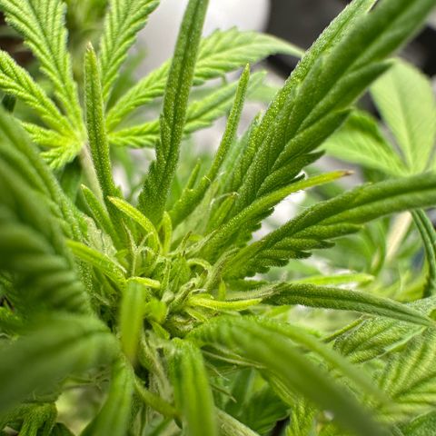Highdi  growlog timeline photo