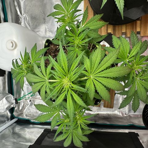 Highdu  growlog timeline photo