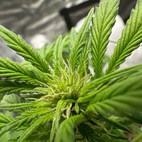 Highdu  growlog timeline photo