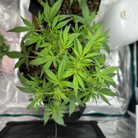 Highdi  growlog timeline photo