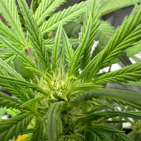 Highdi  growlog timeline photo
