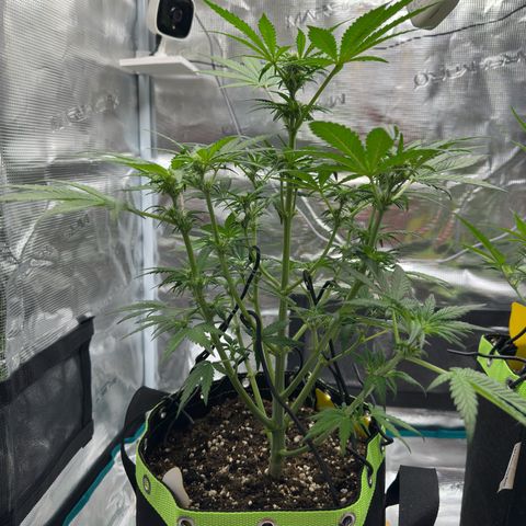 Highdu  growlog timeline photo