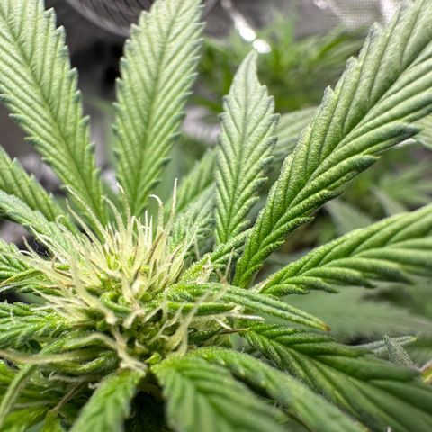 Highdu  growlog timeline photo